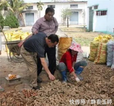 农村|农村山上一种“黄金”农村人都不吃,城里人稀罕的很