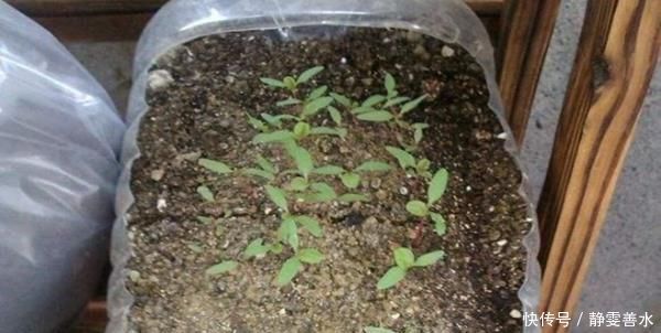 吃剩的油桶不要扔,教你三种方式做成花盆,简直不要太漂亮