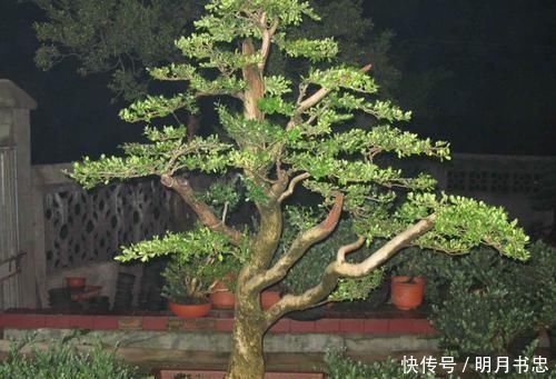 罗汉松|1种“盆景”,有长寿、吉祥的寓意,适合客厅养,比啥花都强