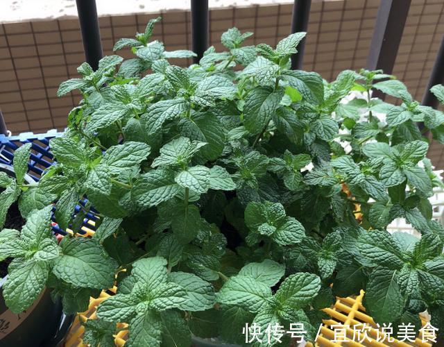 养生|薄荷这样养，叶片颜色深，长势旺，摘片叶“解毒败火”，养生必备