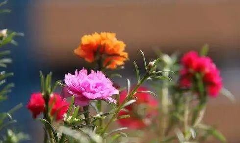 这几种花越养越上瘾，简直是爱花人的福音