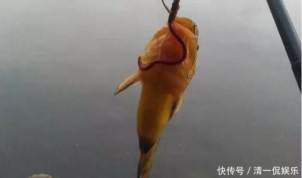 昂刺|现在正是钓黄颡鱼的好季节,但你没技巧就只能当“空军”