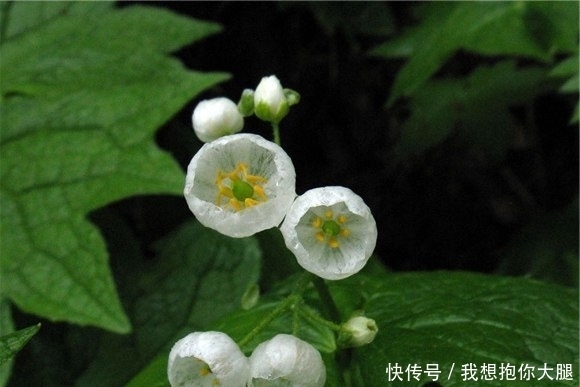 下雨|有这样一种神奇的花朵，下雨时变成透明，却有一个恐怖的名字