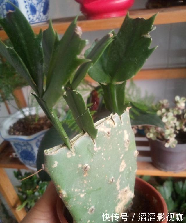 季节|嫁接蟹爪兰最好的“季节”,仙人掌割一刀,插上蟹爪兰,飞快开花
