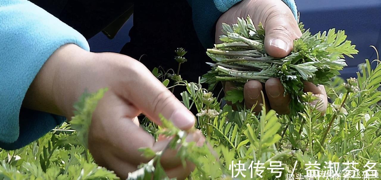美味|它是地里生长的“天然青霉素”,隔三差五吃一次,营养美味又解馋