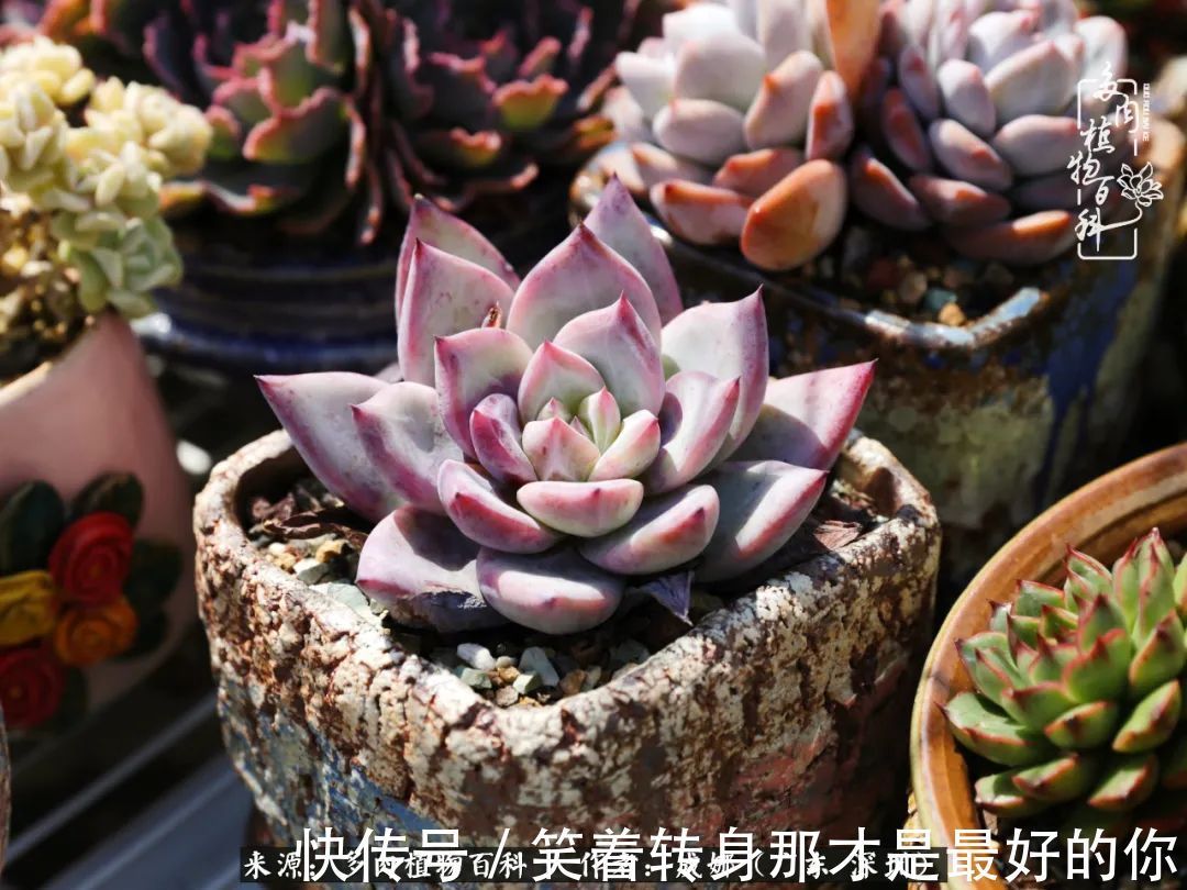 曾经的美肉,谢谢你们都惊艳过时光,谢谢你们都陪过我!