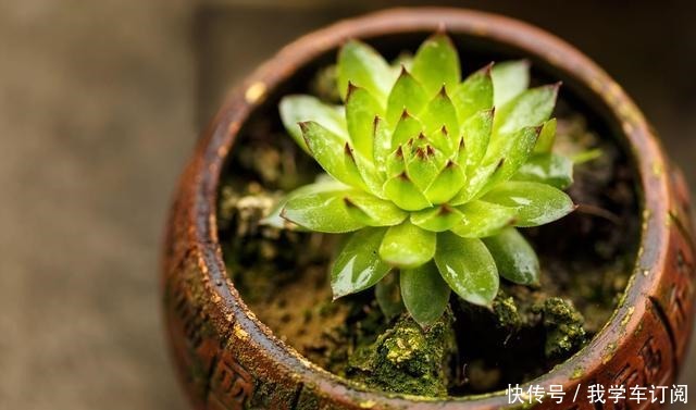 用“生命”开花的3种多肉植物,开完就死,你家有的话要小心!