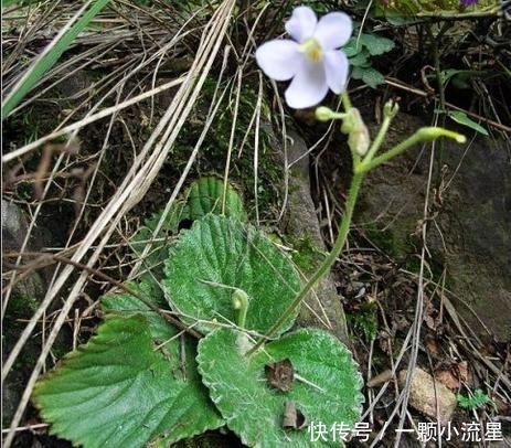  杂草|农村石缝里求生的野草，花开似蝴蝶，农民当杂草，殊不知价值珍贵