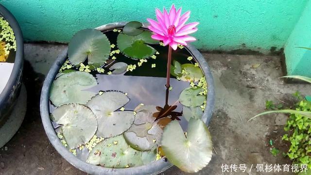 睡莲叶子老是烂,水里长虫,怎么促进开花?这些问题都统一回答了