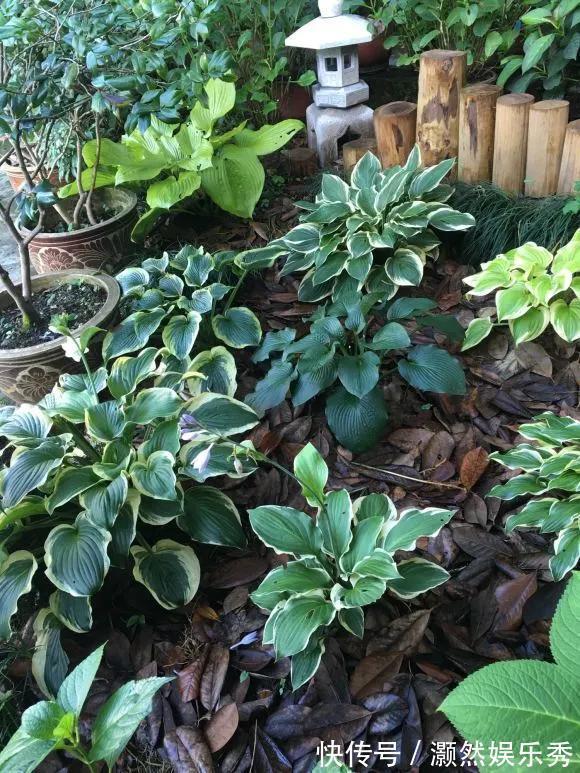 观音莲|天生“体阴”的6种花，晒太阳易黄叶，阴一点反而长得绿油油