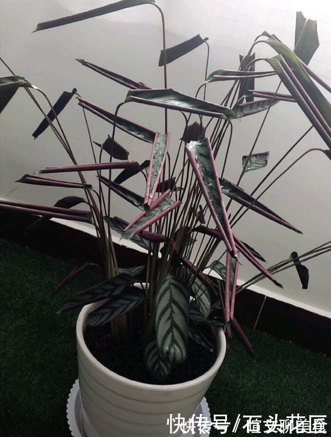 冬天室内养花“干尖”，你可能做了4件“错事”，现在改来得及