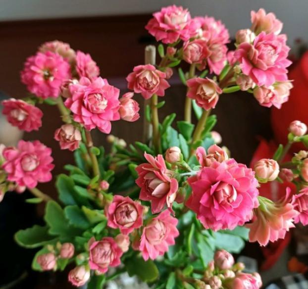 误区|扦插的小苗长寿花,避开养护“误区”,长势更快,后期花更多!