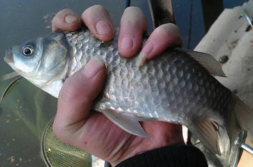 天冷后,大板鲫就不好钓了?试试这3种特色钓法,封竿想法不再有
