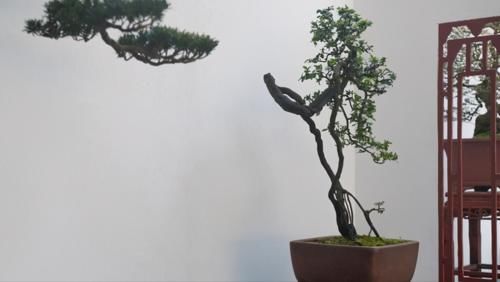 嫁接是盆景造型中的一种方法，玩盆景，就要学会这几种嫁接方法