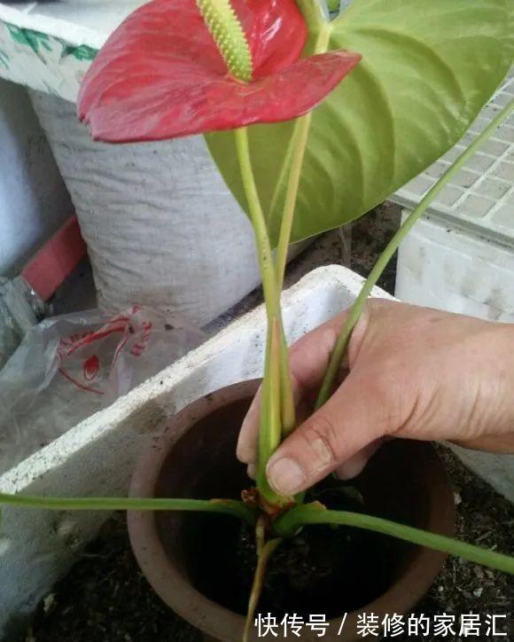 枝条|6种花别养老桩，越老越不开花，赶紧扦插备份