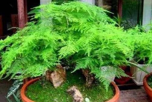 春天太干燥,养3种植物环境要湿润,不然叶子容易干焦