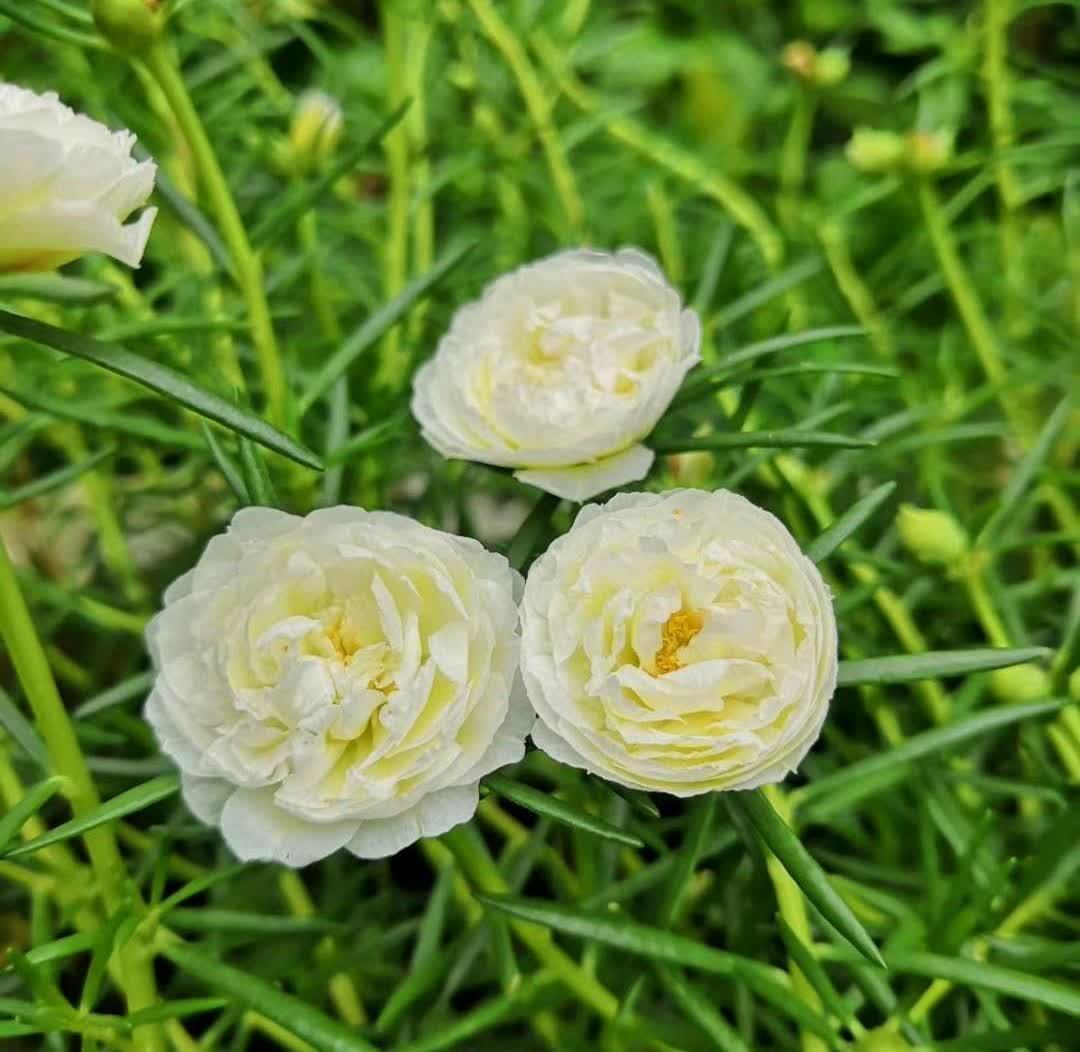 “最累”的8种花，花开连续几个月，一次开花几百朵