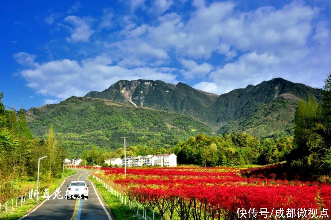 都江堰这片红枫林美炸了，趁着清明假期来打卡