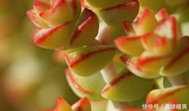 多肉钱串子怎么养爆盆这样做,叶肥茎壮!多肉钱串子怎么养爆盆这样做,叶肥茎壮!