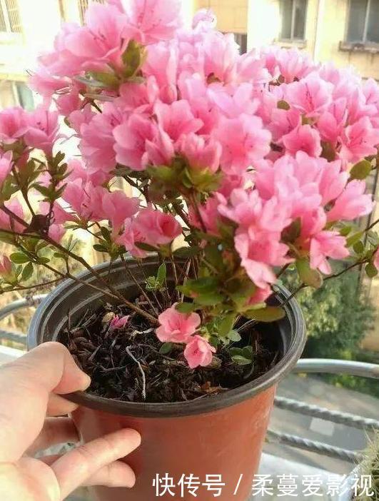 夏季浇花要慎重:用对3种''水''事半功倍,做错了后悔都来不及