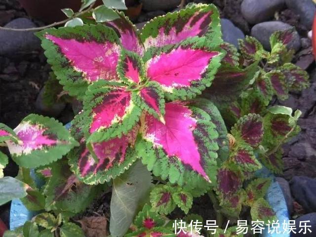 彩叶草彩叶草|7种不容错过的室内耐阴盆栽,没有阳光也能开花