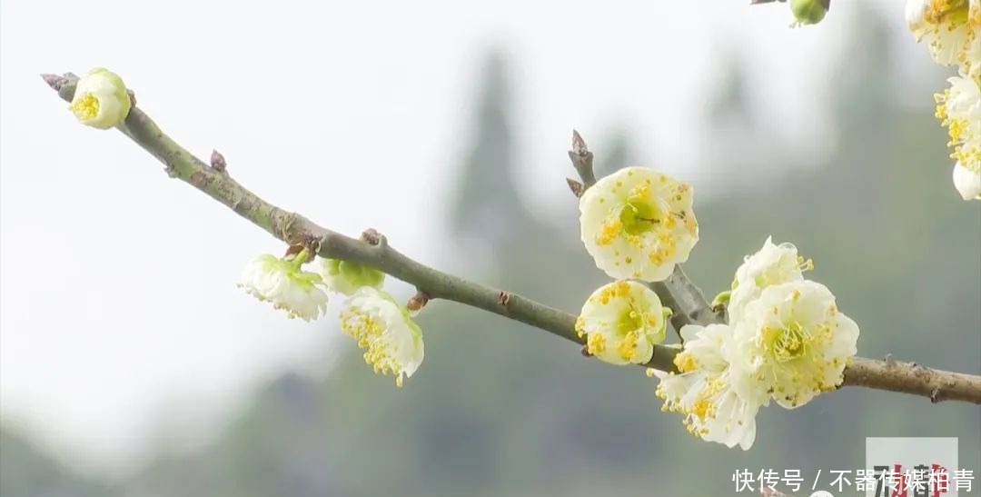 中年|春暖花开游贵州，“花花世界”惹人醉！