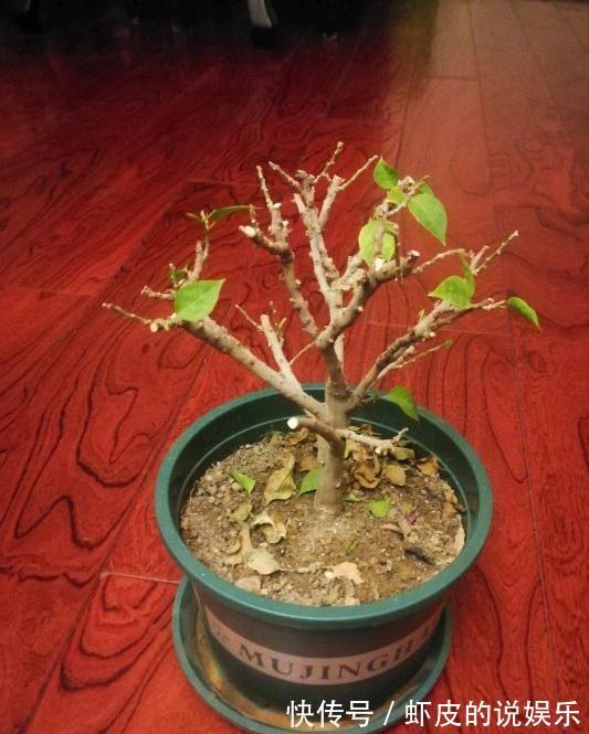 冬天养7种花,“干养”才能活,多灌一杯水,枯萎死翘翘