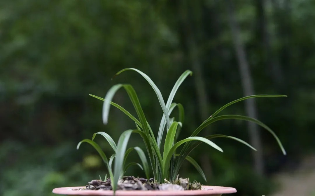 技巧|夏天养兰花，传染病是如何传播的？掌握几个技巧，避免兰花患病害