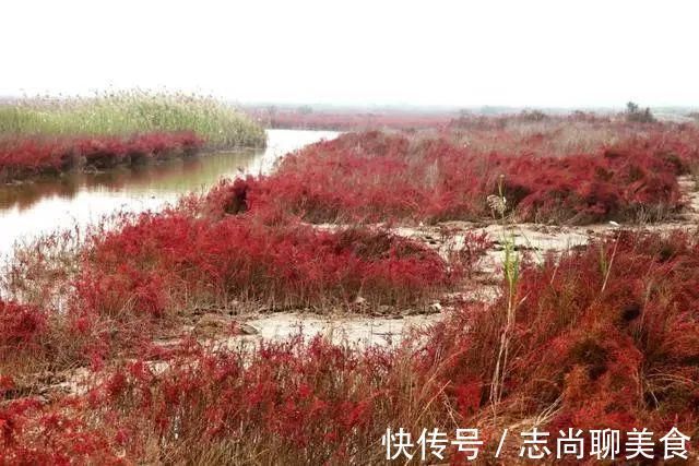 鸟类|中国最美六大沼泽湿地，养在深闺无人识，去过的都惊叹不已