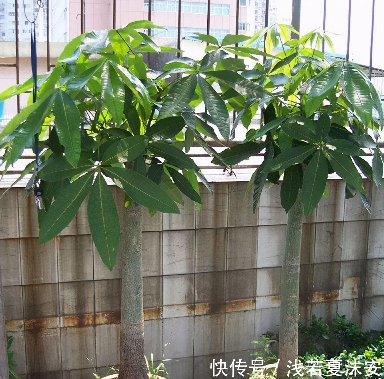 记住这几个小窍门,发财树盆栽一年四季枝肥叶壮,越来越好!