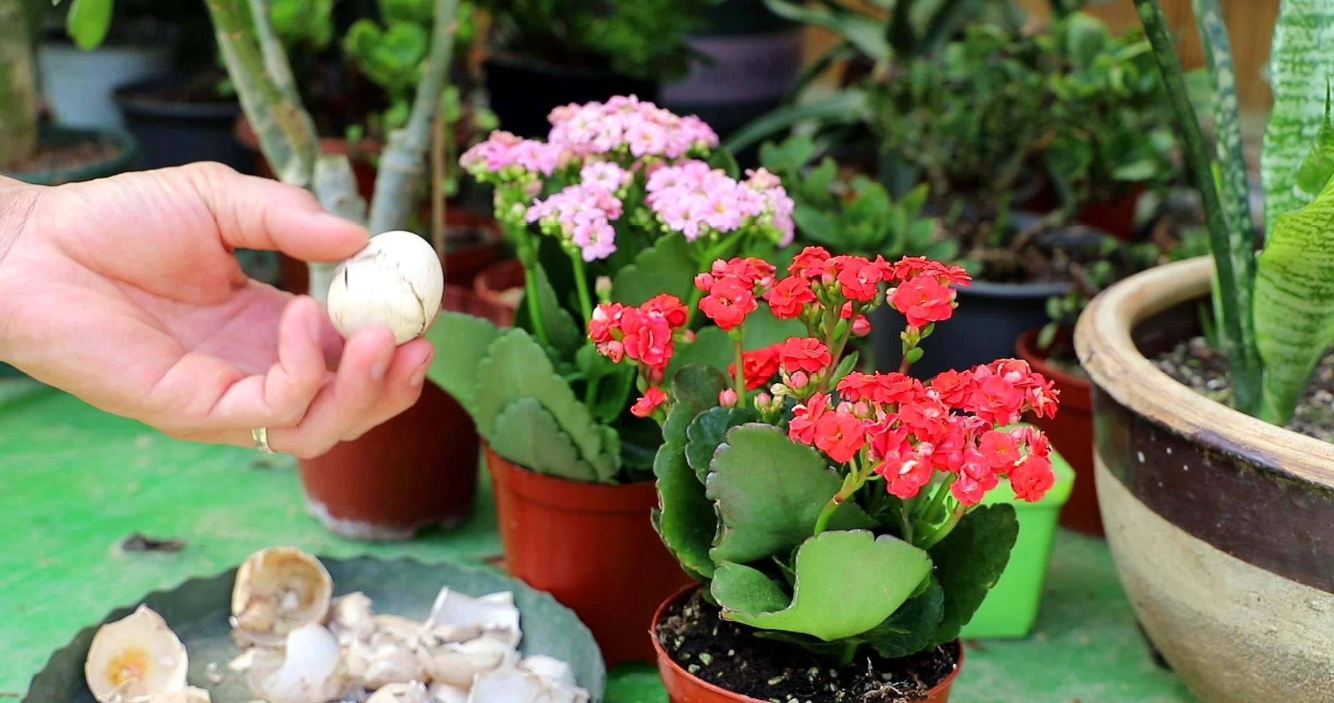 适合在卧室栽种的植株有哪些?好看还助眠,太棒了