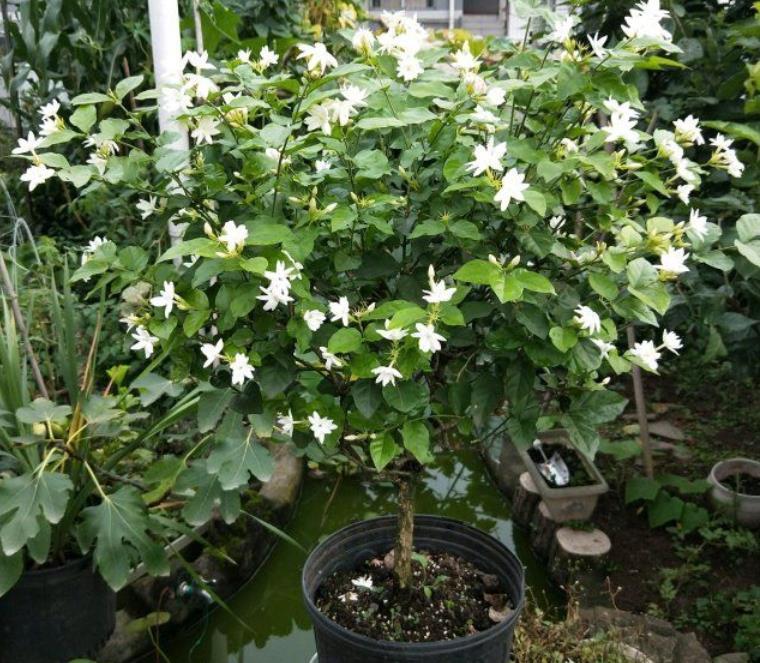 弱酸性|养殖茉莉难开花？满足4个条件，盆栽不黄叶，花开不断