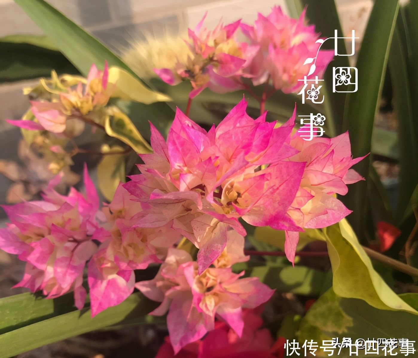 开春后养三角梅，记住4句“口诀”，根系养得好，花朵开得勤