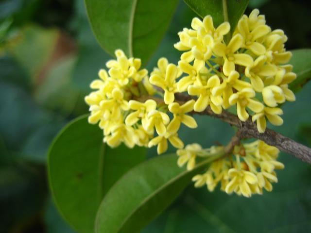 罗汉松|秋天碰到这2种树，找根树枝就能扦插，成活变成小盆栽，来年开花