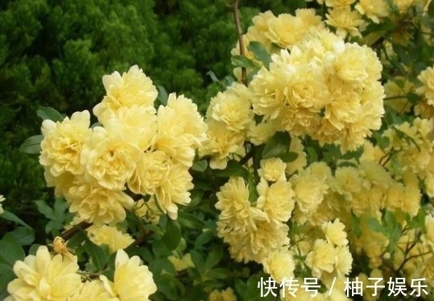 院子再小，也要养棵它，2年长一片，开花特别美，左邻右舍都说香