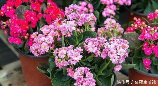 沙漠玫瑰|3种漂亮花,种在小盆里,浇水懒一些,越长越旺,开花也多!