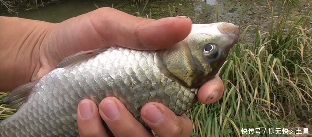 在家自制搓饵并不难,买点小鸡饲料,再加这2物就行了!