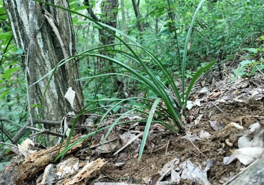 松树皮|比松树皮更好的兰花植料，生根快、发芽壮，更适合兰菌滋生