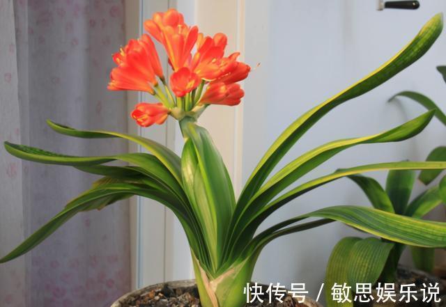 强光|养君子兰有“六怕”，你知道吗？新手一定要避开