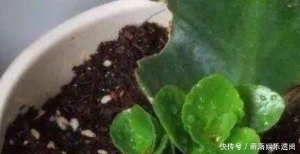 这5种花草,别花钱买,掐一片叶子插土里,一个月长满盆,贼省钱