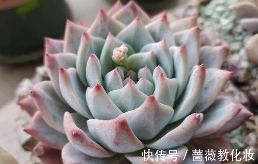 光照时长不足怎么养多肉,把握这些,也能养出好状态