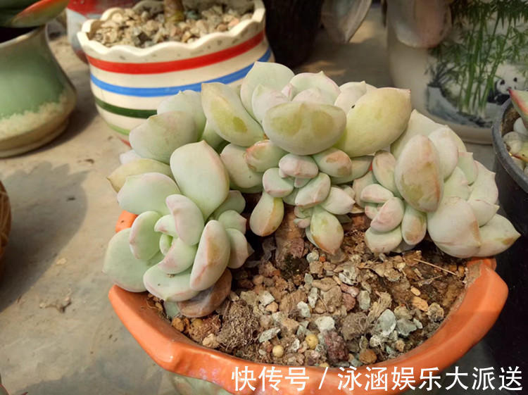 多肉|它不死已经给你面子了，多肉不换土，你是想在水泥地养多肉
