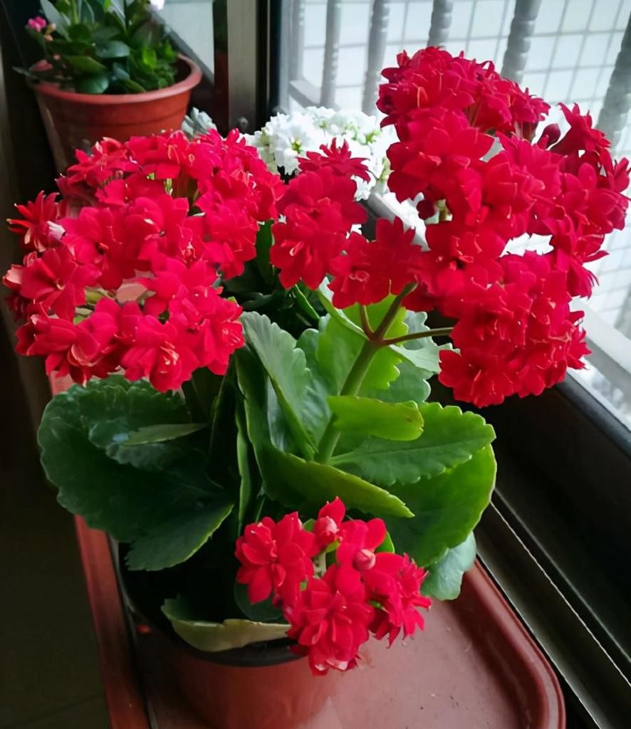  养花|养花5步走，轻松养出精品长寿花老桩，做好2点，不怕开花变少