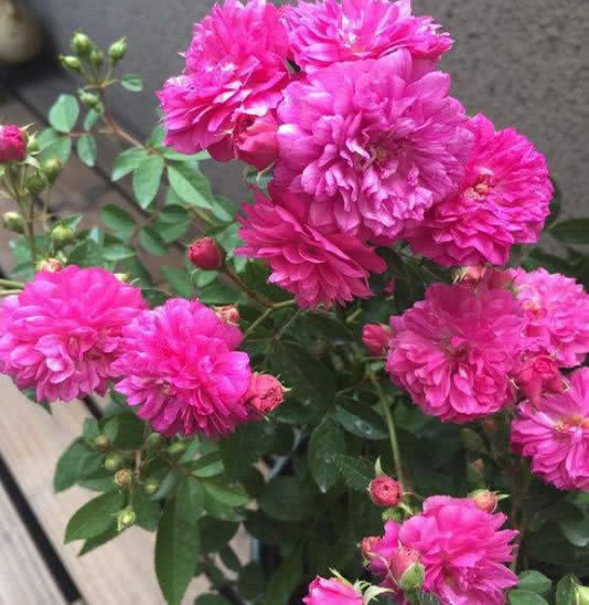 一盆能开100朵，它最易“爆花”，1年4季都能开，十分壮观