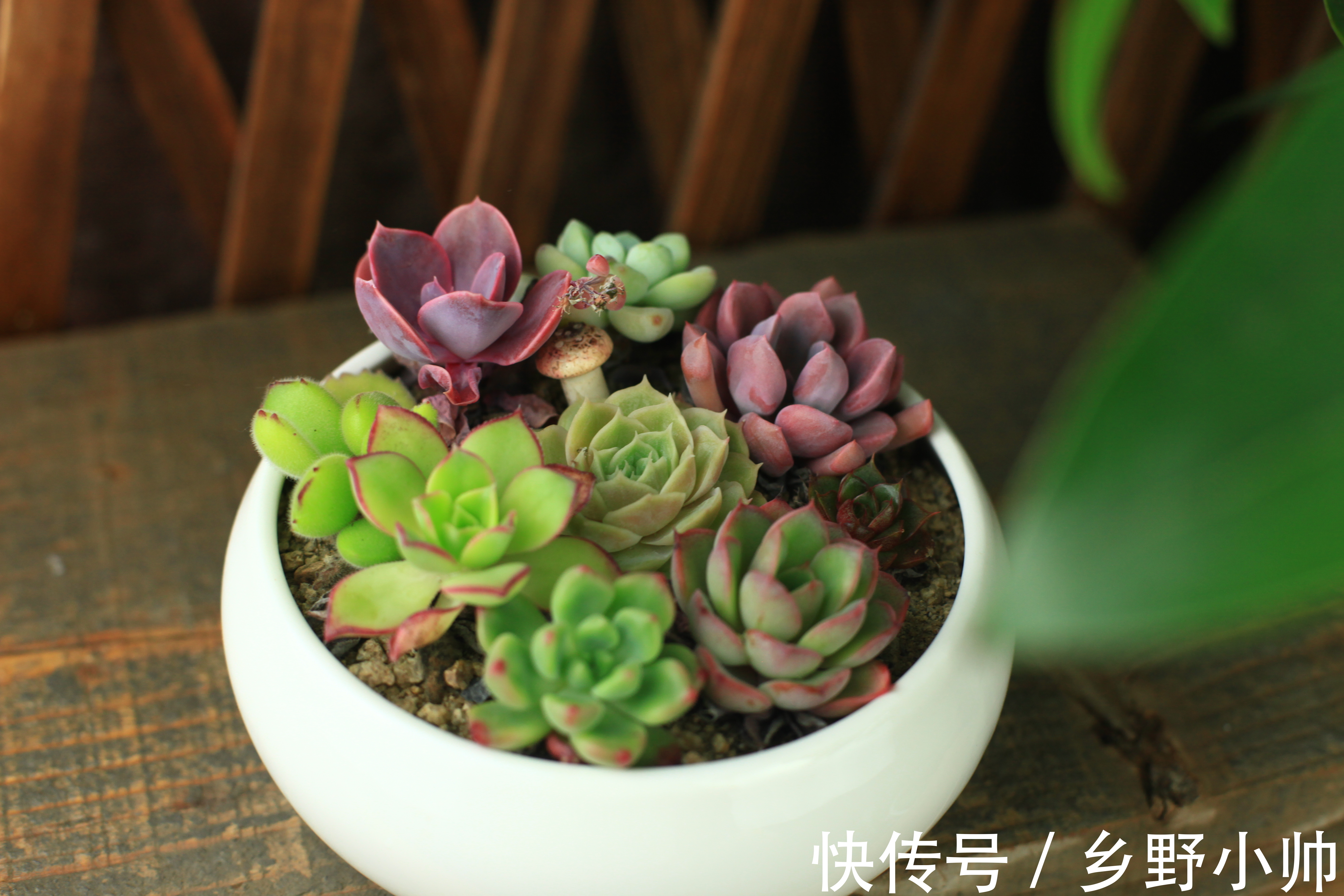 小帅|这些蓝色系多肉,简直像天使身边的小精灵,太美了