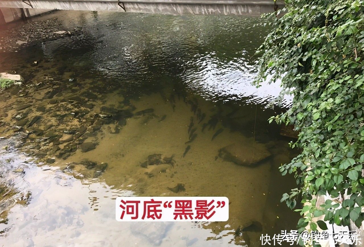 广东钓鱼人珠江边钓获大鲶鱼！钓友：数数胡须的数量，别乱吃