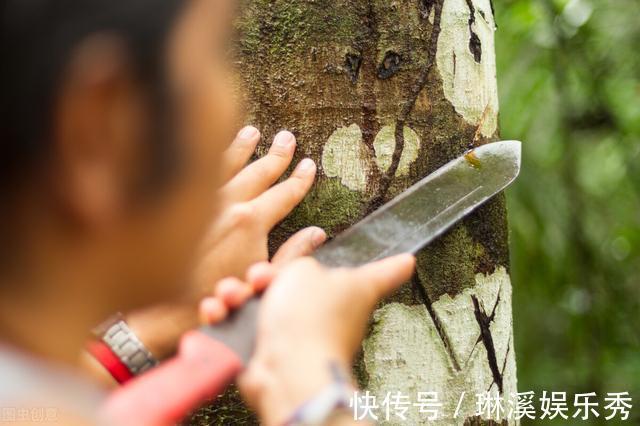 透气性|龙血树,植物中的“万岁爷”,很多人当普通绿植养,其实很珍贵