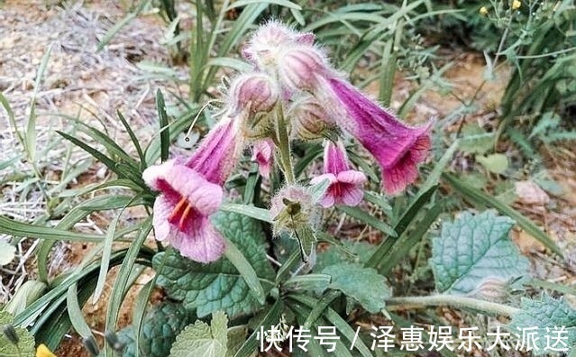 药用价值|李时珍说它“服之面如桃花，轻身不老”，长在路边却少人识