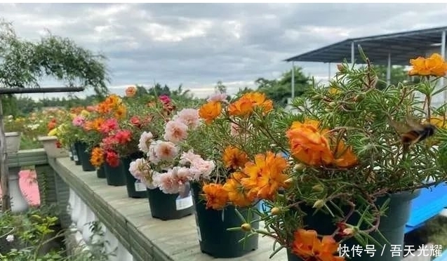 年度十大流行花卉,摆在家里大吉大利,活力无限,还有品味!