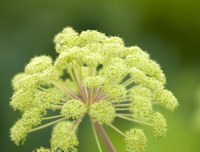 中药|中药治疗羊顽固性呕吐